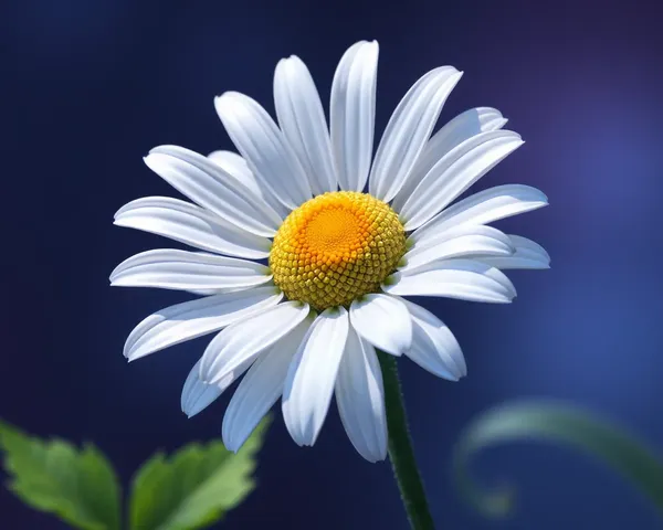 Daisy Png File Download Available