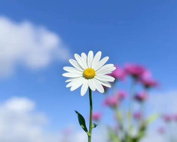 Daisy Png File for Editing Software