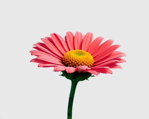 Daisy Png Graphic Design Resource