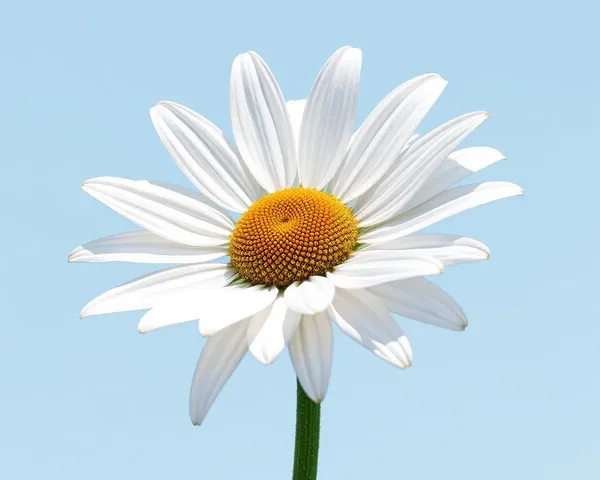 Daisy Png Image Found Online