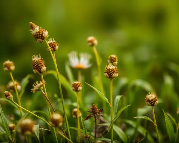 Deleting Weeds PNG from System Folders