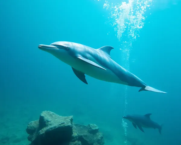 Dolphin Png File Format Extension Information Provided