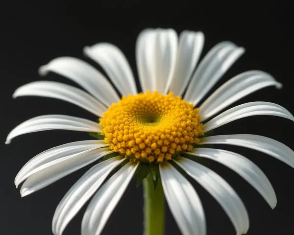 Free Daisy Png Picture for Download