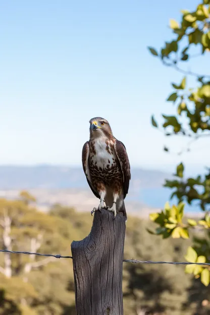 Girl Feels Hawk's Soft Touch