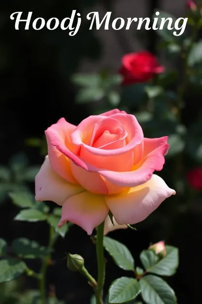 Good Morning Images Featuring a Lovely Rose