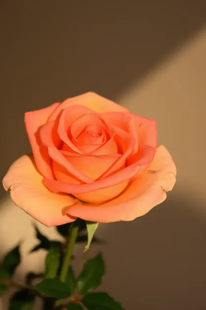 Good Morning Rose Image Happy Morning Greeting Photo