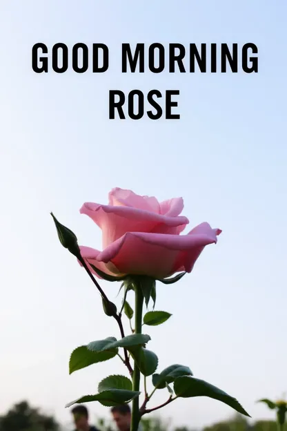 Good Morning Rose Photo Morning Greeting Photo