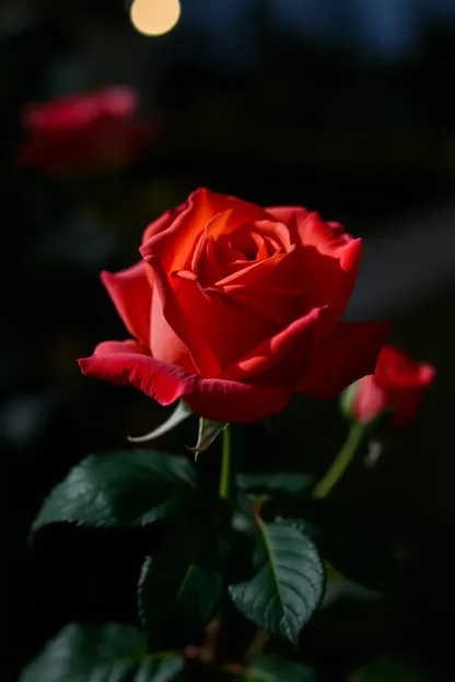 Good Night Rose Photo in Serene Night