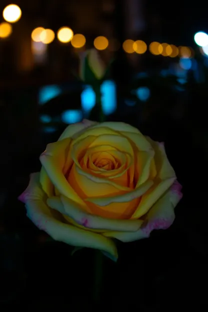 Good Night Rose Photo with Golden Light