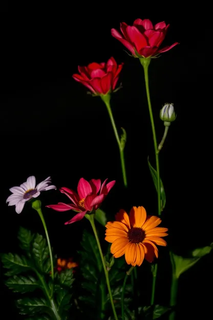 Good Nite Flowers Images for Quiet Evening Moments