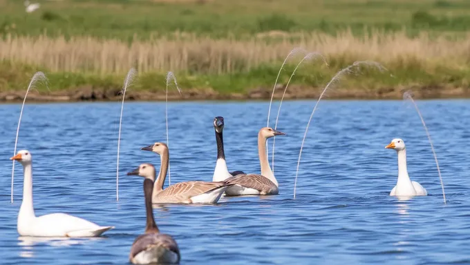 Goose Tour 2025: Experience the Great Outdoors