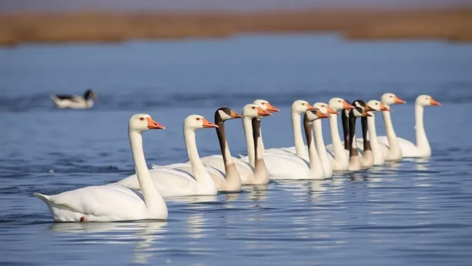 Goose Tour 2025: Explore the Wild