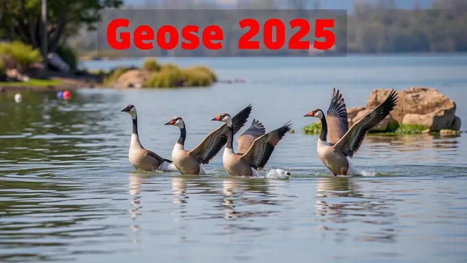 Goose Tour 2025: Journey of Discovery