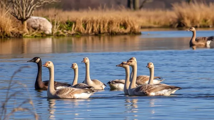 Goose Tour 2025: Nature's Marvels Await