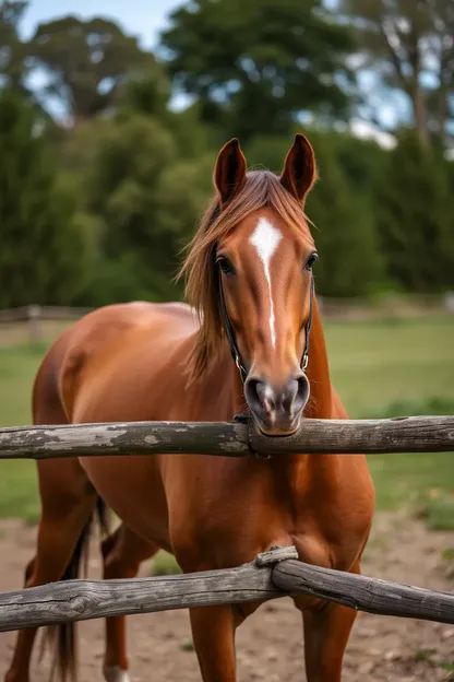 Horse Girl Sex: Horse Riding Lessons for Girls' Sexuality Growth