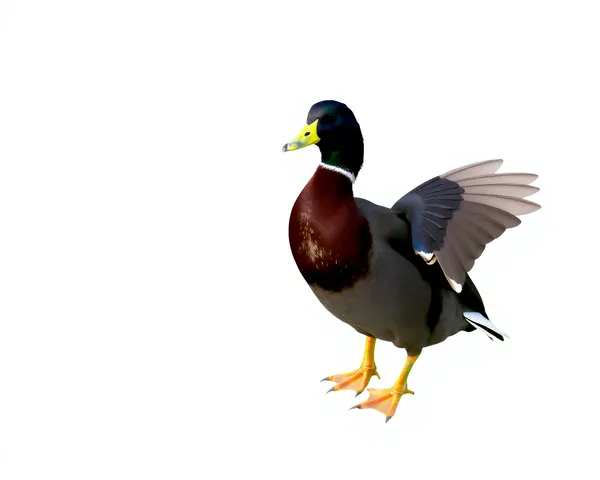 Huard Png Image Located