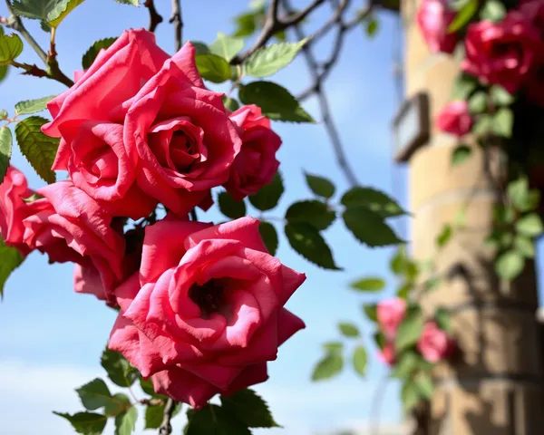 Image of Roses on a Vine PNG File