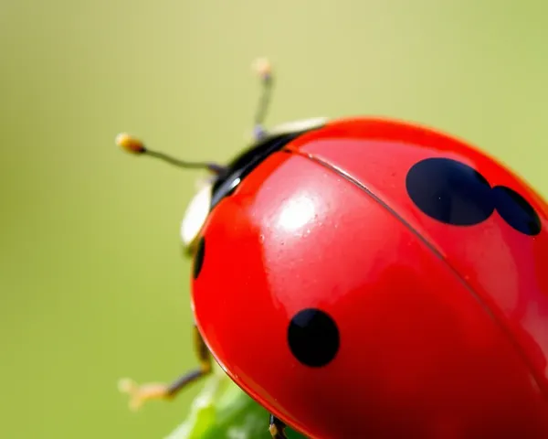 Ladybug Png Icon for Web Design Project