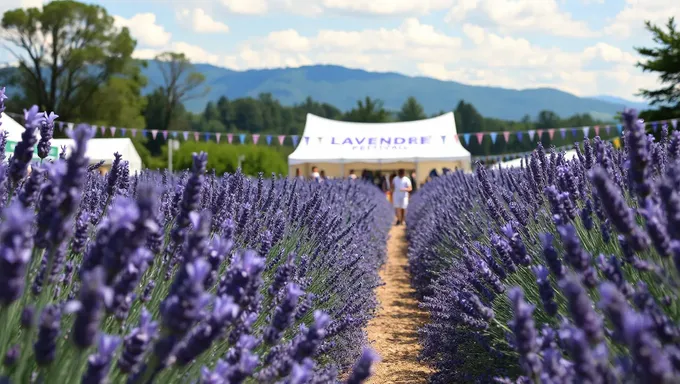 Lavender Festival 2025: A Celebration of Nature's Beauty