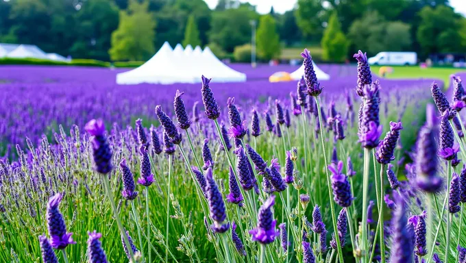 Lavender Festival 2025: A Vibrant Celebration of Nature