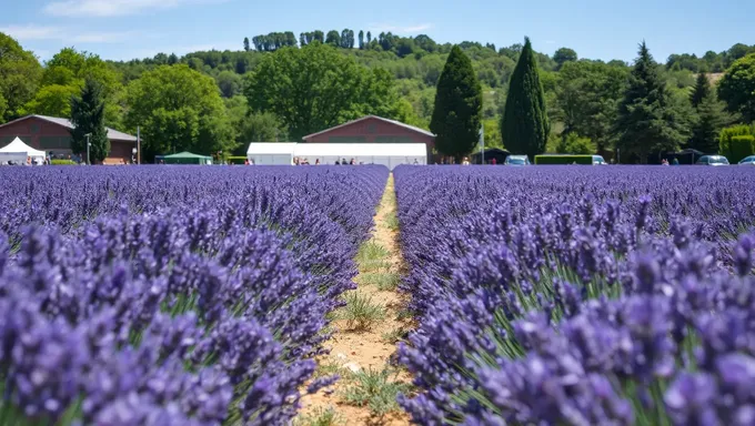 Lavender Festival 2025: Discover the Charm of Lavender