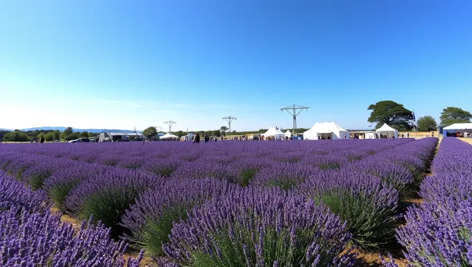 Lavender Festival 2025: Unwind with Lavender's Soothing Scents