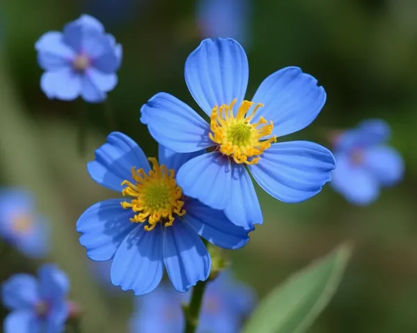 Marguerite Bleue PNG File Located