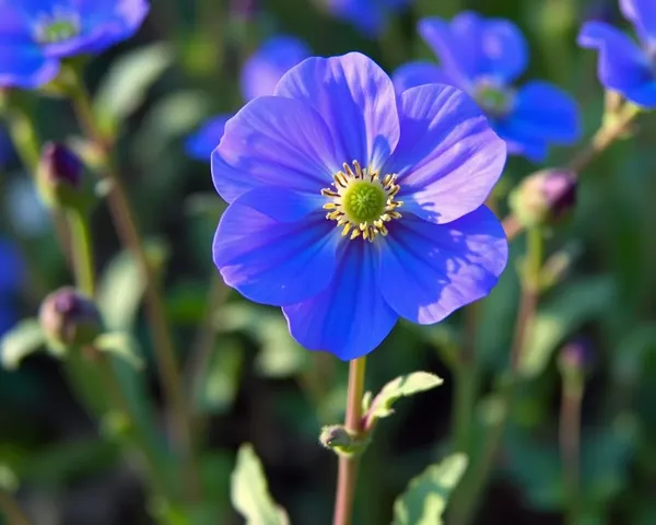 Marguerite Bleue PNG File Retrieved