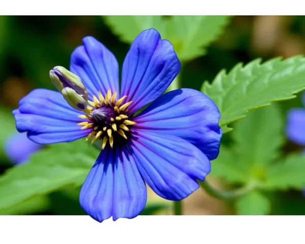 Marguerite Bleue PNG Image Found Again