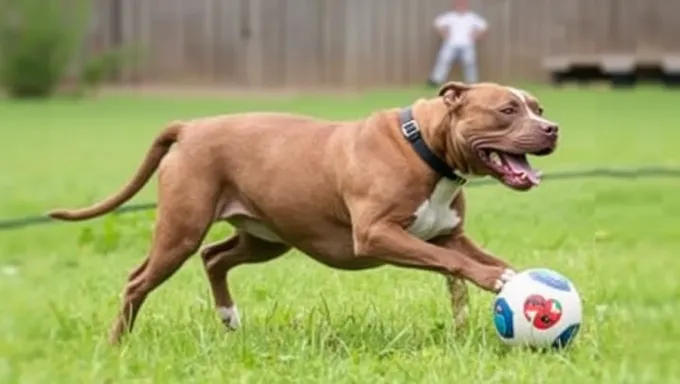 Pitbull Attack Statistics 2025 Show Alarming Increase