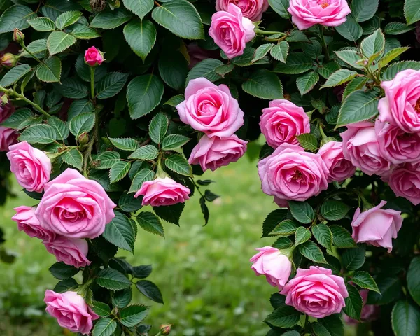 Roses on a Vine PNG Image Description