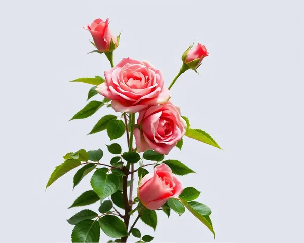 Roses on a Vine PNG Image Example