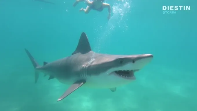 Shark Attack Fatalities Expected in Destin 2025