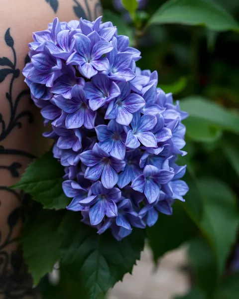 Tattoos of Lilacs: A Symbol of Beauty