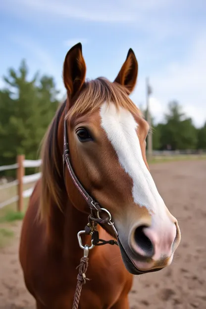 Unique Girl Horse Names