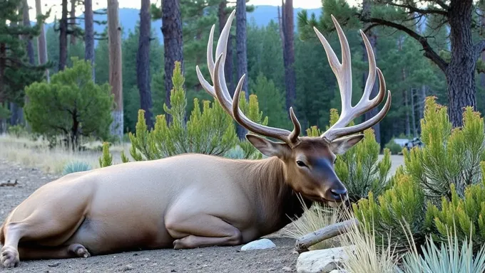 2025ねんカリフォルニアの Elk Huntsの情報公開