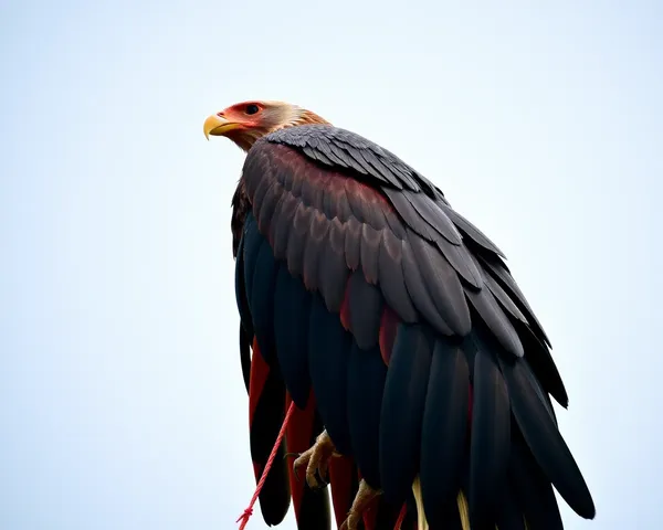 Arquivo de Imagem de Kite Afeganho Tamanho Desconhecido