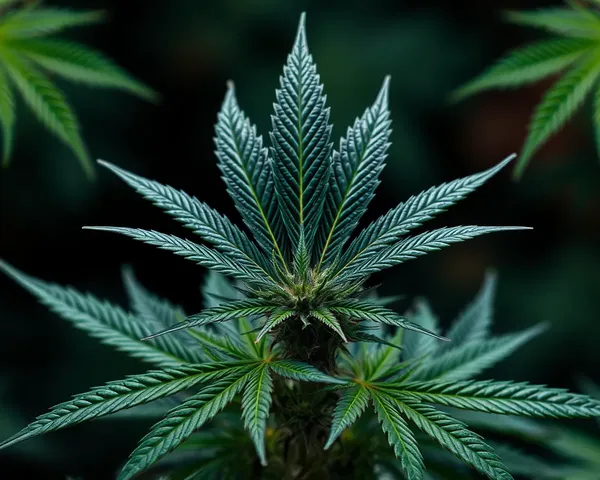 Arquivos PNG de Marijuana para Edição e Manipulação