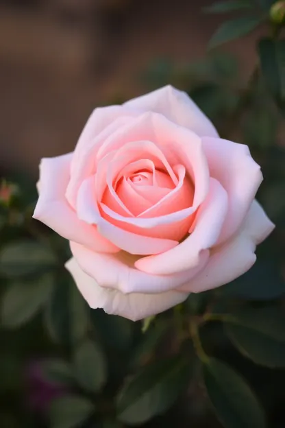 Boa Manhã, Rosa: Imagem de Arranjo Floral Amável