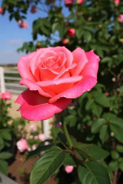 Boa Manhã Flor Photo Imagem de Manhã Alegre