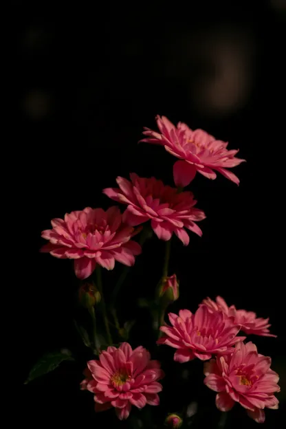 Boa Noite com Imagens de Flores Bonitas