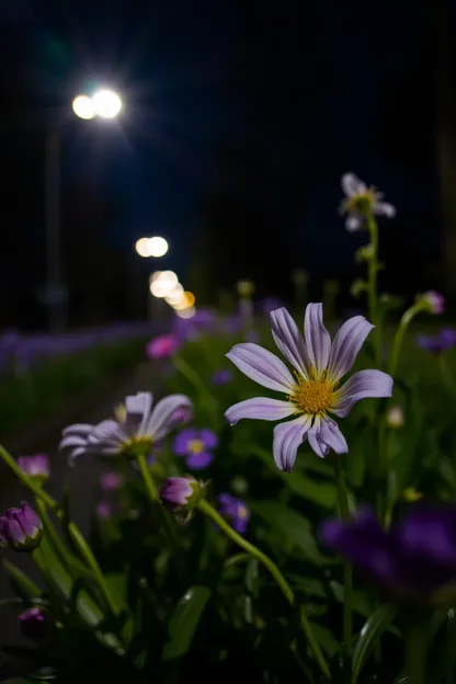 Boas Noites Flores para Trazer Felicidade e Serenidade