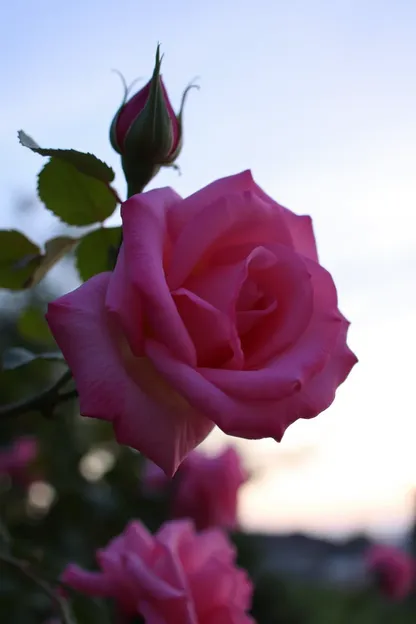 Bom Dia Flor de Rosa Imagem de Manhã Serena