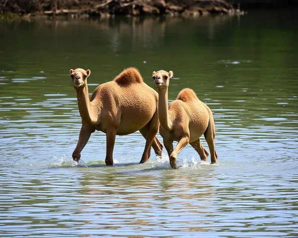 Camelos Bebendo Água no Formato PNG