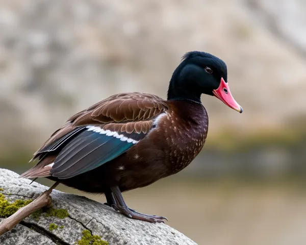 Imagem de Png Detectada de Huard