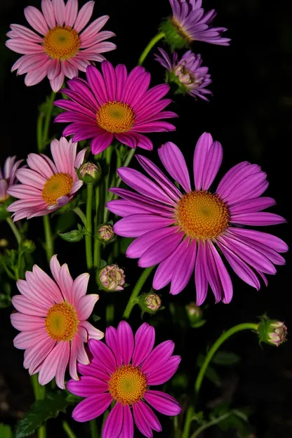 Imagens de Flores Boa Tarde para Paisagens Noturnas Tranquilas