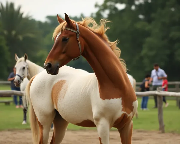 Informações de Extensão de Arquivo PNG de Horseshow