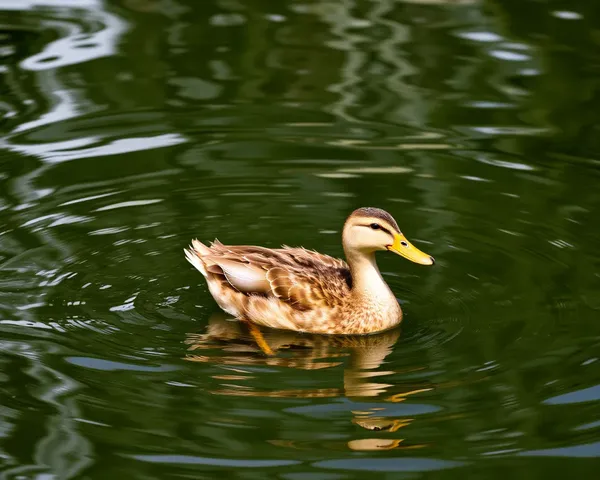 Png Ducky: Imagem de Formato Único