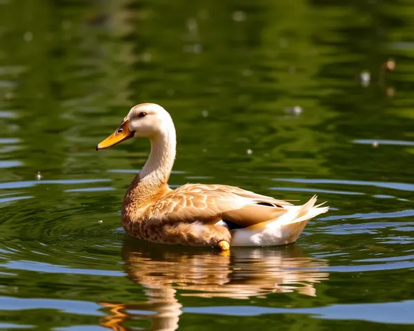 Png de Pato: Uma Imagem de Formato de Imagem Divertida e Quaqueta