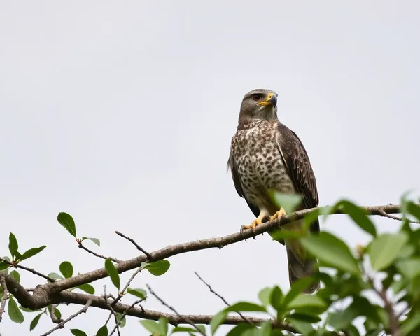 Tuah Png Hawk: Símbolo de Identidade Corporativa Única